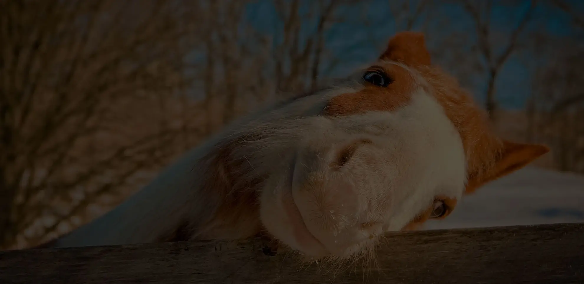 Pferd im winterlichen Auslauf
