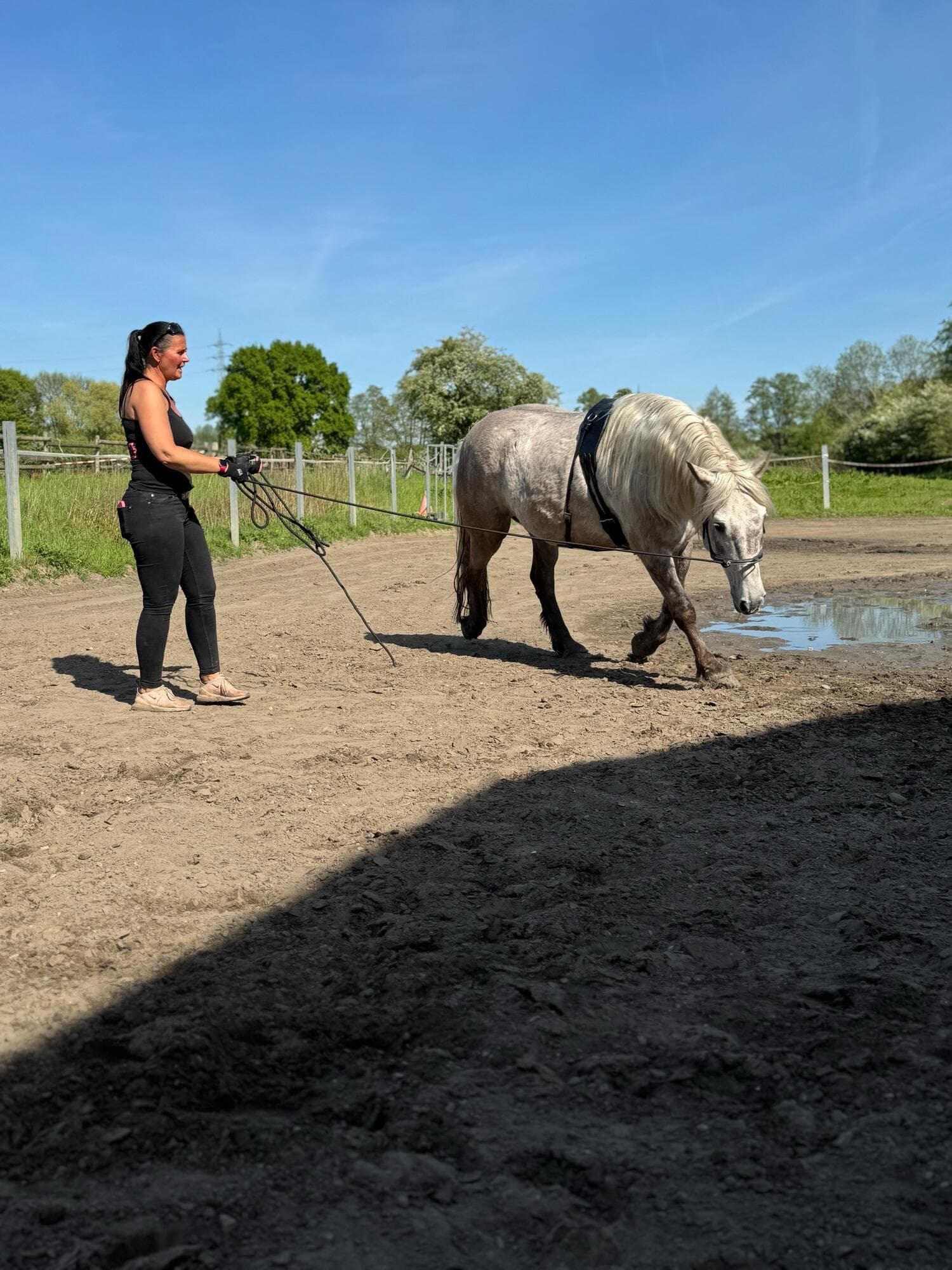 Bodenarbeit mit Horse-Bodyforming